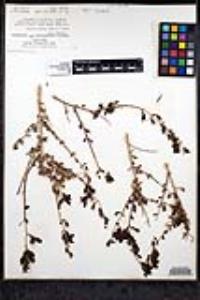 Keckiella antirrhinoides image