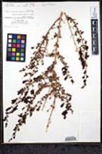 Keckiella antirrhinoides subsp. microphylla image