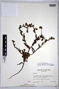 Amsinckia spectabilis image