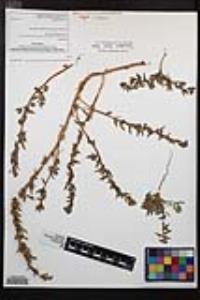 Camissoniopsis lewisii image