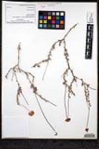 Eriogonum fasciculatum image
