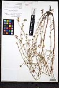 Cryptantha martirensis image