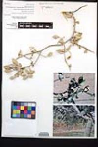 Viscainoa geniculata image