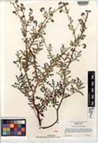 Phacelia tanacetifolia image