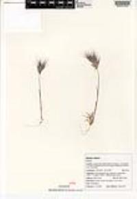 Bromus rubens image