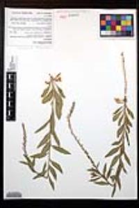 Oenothera curtiflora image