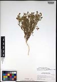Lepidium lasiocarpum var. latifolium image