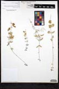 Salvia cedrosensis image