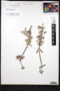 Salvia chionopeplica image
