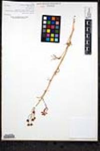 Delphinium cardinale image
