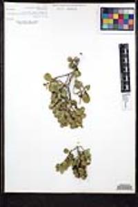 Rhamnus insula image