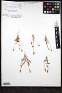 Plantago ovata image
