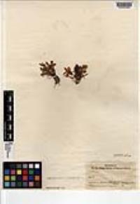Lewisia brachycalyx image
