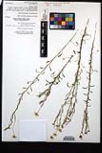 Erigeron divergens image