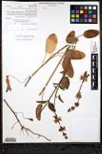 Stachys rigida image