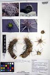 Echinocereus brandegeei image