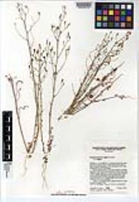 Stephanomeria exigua subsp. exigua image