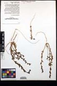 Camissoniopsis lewisii image