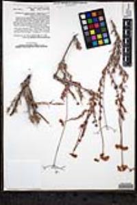 Eriogonum fasciculatum var. flavoviride image
