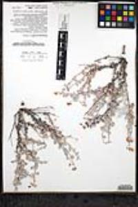 Eriogonum pondii var. pondii image