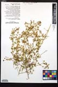Fagonia pachyacantha image