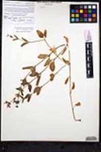 Stachys rigida image
