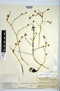 Chlorogalum parviflorum image