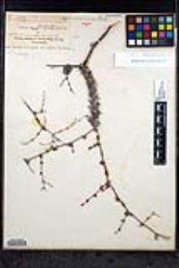 Eriogonum wrightii var. dentatum image