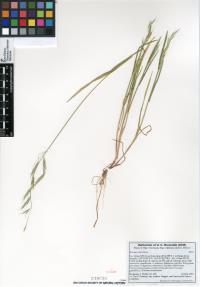 Bromus berteroanus image