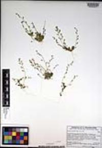 Draba cuneifolia image