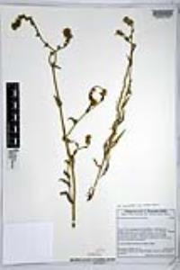 Amsinckia intermedia image