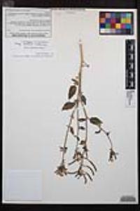 Chylismia claviformis var. wigginsii image