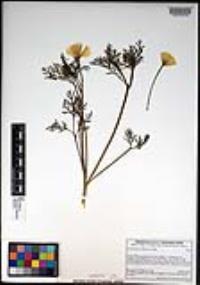 Eschscholzia californica image