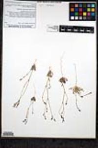 Gilia diegensis image