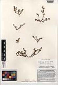 Lastarriaea ptilota image