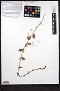 Sairocarpus pusillus image