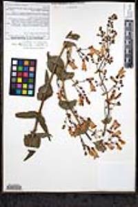 Penstemon spectabilis var. subinteger image