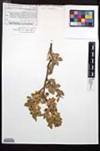 Viscainoa geniculata image