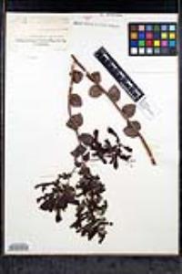 Keckiella cordifolia image