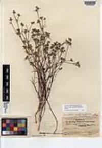 Eriastrum sapphirinum subsp. dasyanthum image
