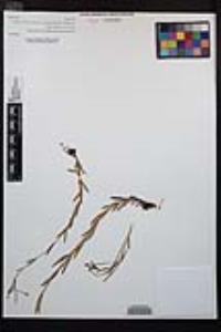Epilobium glaberrimum image