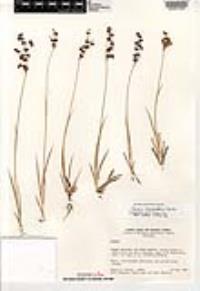 Juncus macrandrus image