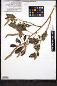 Amaranthus palmeri image