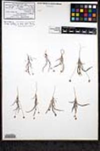 Plantago ovata image