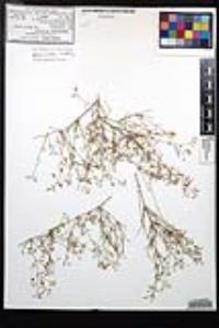 Fagonia laevis image