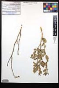 Viscainoa geniculata image
