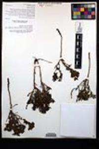 Hazardia ferrisiae image