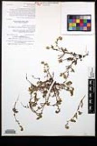 Cryptantha patula image