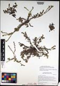 Cryptantha patula image