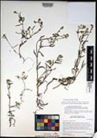 Cryptantha patula image